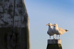 seagulls on a mooring post